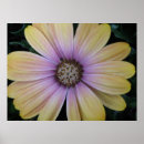Search for osteospermum posters Purple