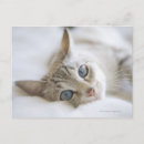 Search for lay photography Cat
