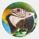 Search for macaw parrot stickers Bird