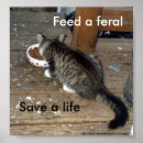 Search for feeding art Kitten