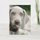 Search for stick cards Dog