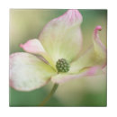 Search for blossom tiles Garden