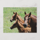 Search for horse baby postcards Equine