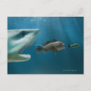 Search for juvenile postcards Nature