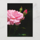 Search for budding postcards Pink
