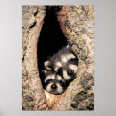 Search for raccoons posters Baby raccoon