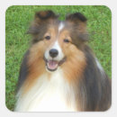 Search for sheltie stickers Pet