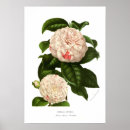 Search for japonica posters Botany