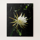 Search for blossom photography Succulent