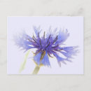 Search for cornflower blue postcards Wildflower