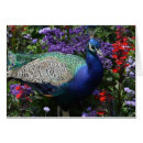 Search for peafowl cards Colourful
