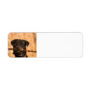 Search for rottweiler return address labels Pet