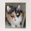 Search for calico cats puzzles Animal