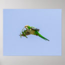 Search for monk posters Bird