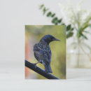 Search for british wildlife postcards Cute