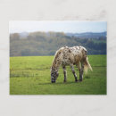 Search for appaloosas postcards Spots