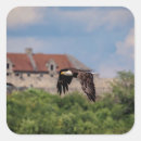 Search for bald eagles stickers Nature