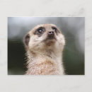 Search for meerkat thank you cards Wildlife