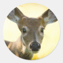 Search for white tail deer stickers Buck