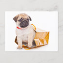 Search for pug puppies postcards Puppy