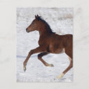 Search for equestrian image postcards Foal