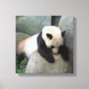 Search for panda bear art Nature
