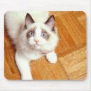 Search for cat looking electronics No people