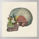 Search for greys anatomy posters Skull