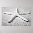 Search for starfish posters Photography