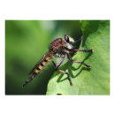 Search for robber Insect