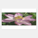 Search for pink lotus flower stickers Nature