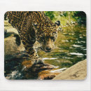 Search for wildcats mousepads Leopard