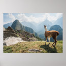 Search for peru posters Llama