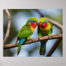 Search for lorikeets posters Wildlife