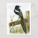 Search for corvidae postcards Wildlife
