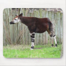 Search for endangered electronics Mammal
