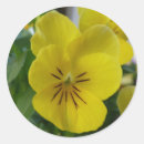 Search for pansies stickers Floral