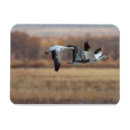Search for bird flight magnets Animal