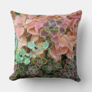 Search for coleus Flowers