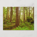 Search for temperate postcards Rainforest