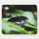 Search for black swallowtail butterfly electronics Blue