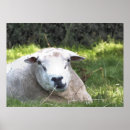 Search for funny sheep posters Cute