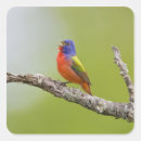 Search for painted bunting stickers Passerina ciris
