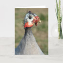 Search for fowl cards Poultry