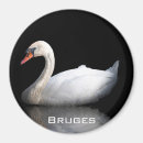 Search for swans magnets Animal