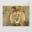 Search for masai mara postcards Panthera leo