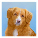 Search for tolle posters Retriever