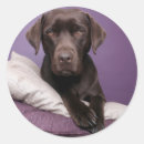 Search for chocolate labrador retriever stickers Dog