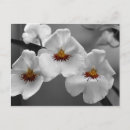 Search for monochrom postcards Black