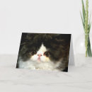 Search for ragdoll kitten cards Cat